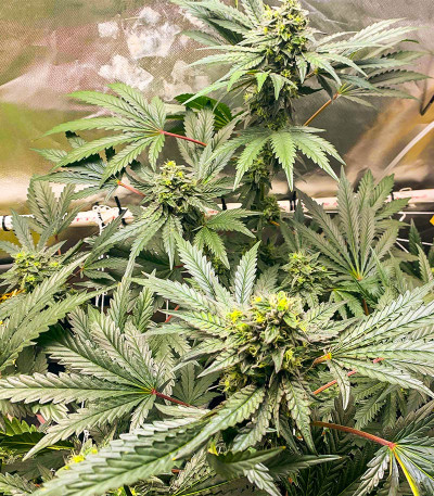 Runtz Fast Flowering fem (Humboldt Seed Organization) семена конопли