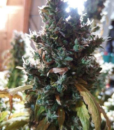 AK-49 fem (Vision Seeds) семена конопли