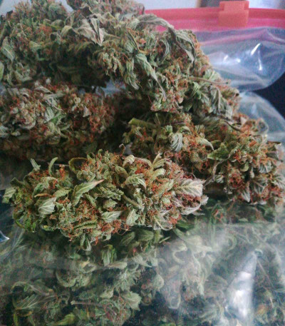 AK-77V fem (Victory Seeds) семена конопли