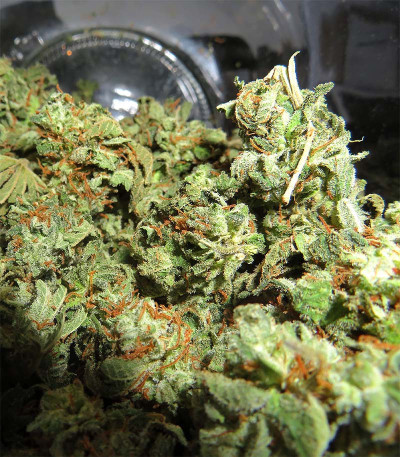 Acapulco Gold fem (Barney's Farm) семена конопли