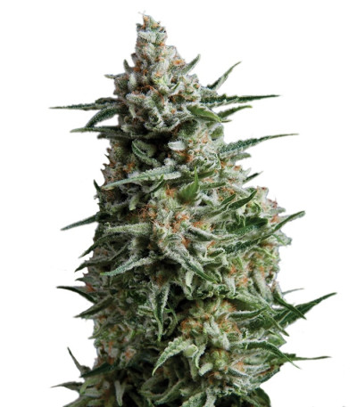 Anesthesia fem (Pyramid Seeds) семена конопли