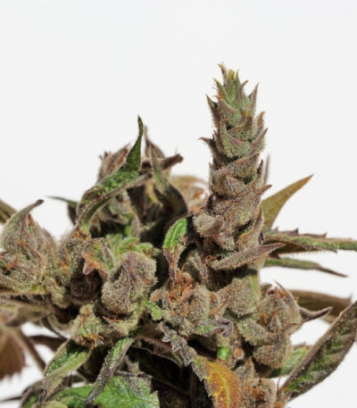 Cannatonic reg (Resin Seeds) семена конопли