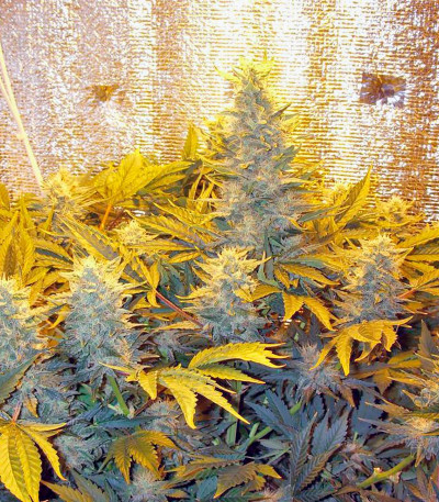 Сорт конопли Euforia