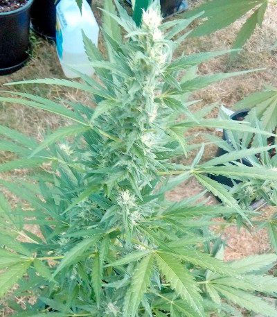 Kritikal-K fem семена конопли