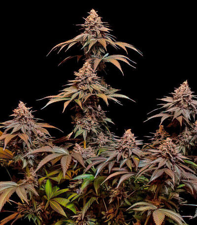 Lemon Cherry Runtz fem (FastBuds) семена конопли