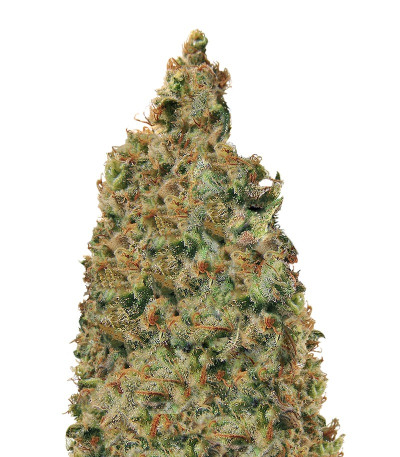 Mind Cantrol fem (Dr. Krippling Seeds) семена конопли