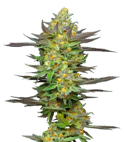 Mint Jelly Auto fem (Humboldt Seed Company) семена конопли