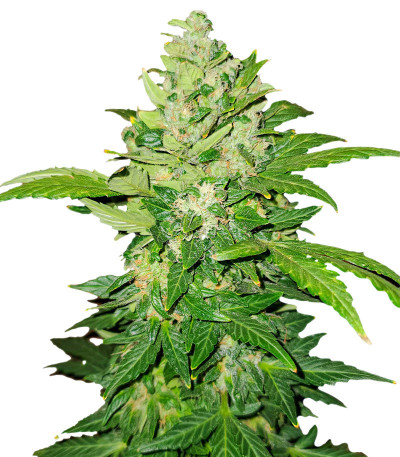 Moscow Blueberry Auto (Kalashnikov Seeds) семена конопли