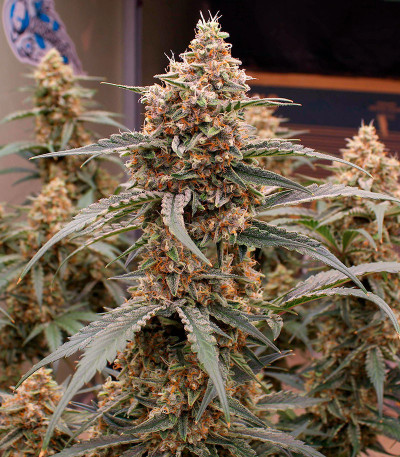 Orange Apricot Glue XL Auto fem (Sweet Seeds) семена конопли