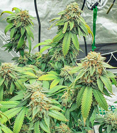 Watermelon Zkittlez Auto fem семена конопли