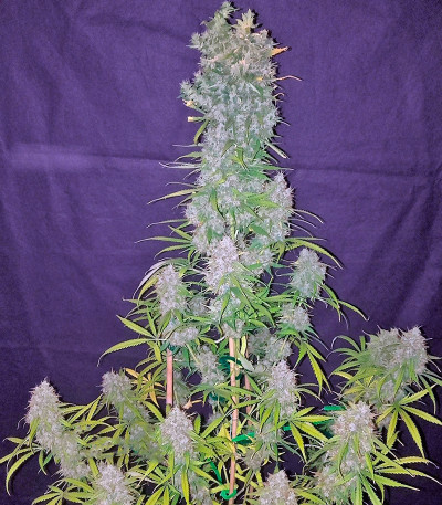 Bubba Kush Autoflowering fem (Dinafem Seeds) семена конопли