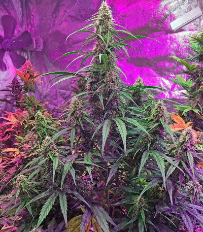 Fruit Punch Auto fem семена конопли