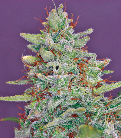 Red Diesel fem (Barney's Farm) семена конопли