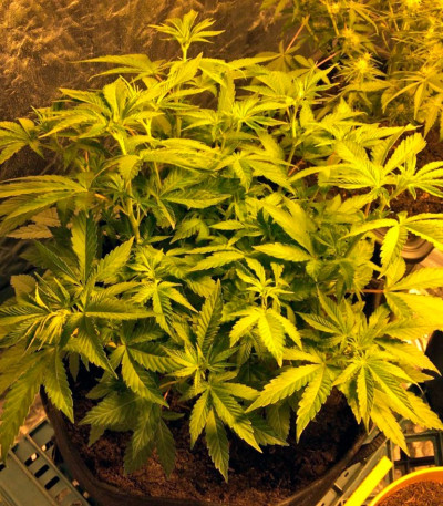 Auto Anubis fem (Pyramid Seeds) семена конопли