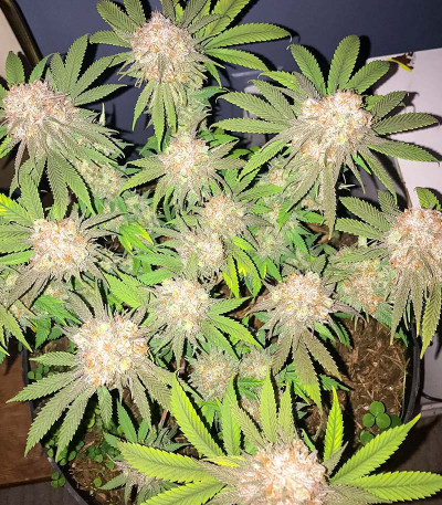 Banana Cookies fem (Advanced Seeds) семена конопли