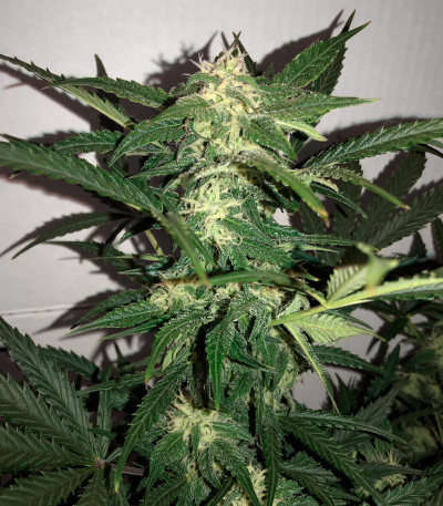 Bruce Banner #3 fem (Original Sensible Seeds) семена конопли