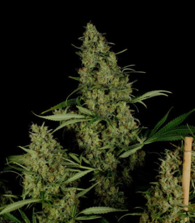 Critical Haze fem (Resin Seeds) семена конопли