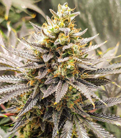 Gelato #33 Fast fem (Advanced Seeds) семена конопли