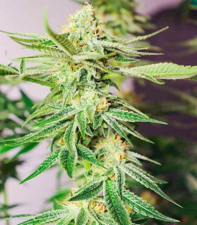 Gelato #33 fem (Advanced Seeds) семена конопли