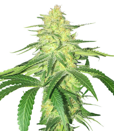 Godzilla Original Glue GG#4 fem (Herbies Seeds) семена конопли