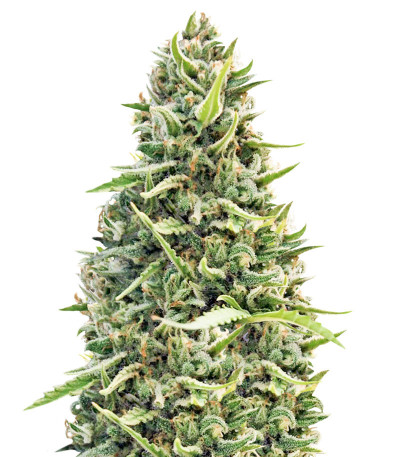 Malawi Gold fem (Anesia Seeds) семена конопли