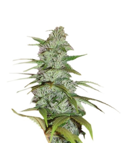 Master Kush fem (Nirvana Seeds) семена конопли