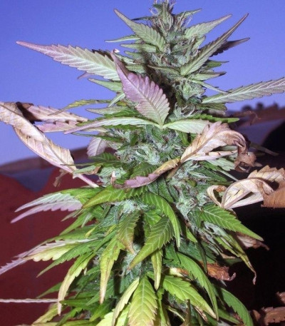 Buddha Quasar fem семена конопли