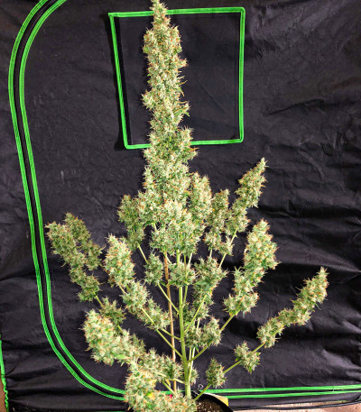 Zkittlez Auto fem (FastBuds) семена конопли