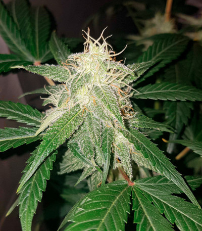 Auto Northern Lights XXL fem (00 Seeds) семена конопли