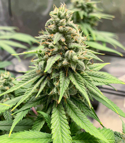 AFS Princess fem (AlphaFem Seeds) семена конопли