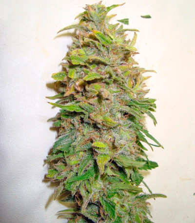 Afrodite fem семена конопли