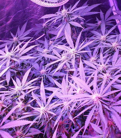 Big Altai Sativa Express fem (Kalashnikov Seeds) семена конопли