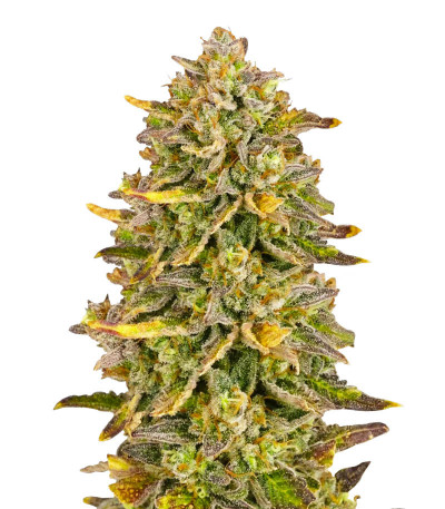 Black Orchid fem (Original Sensible Seeds) семена конопли