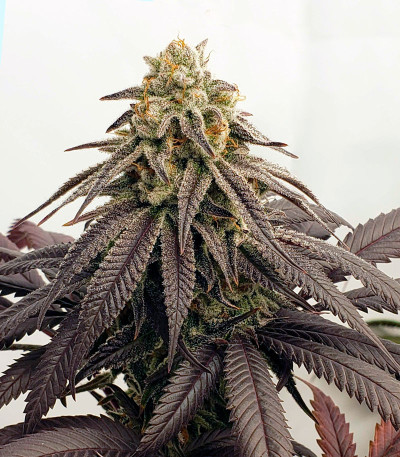 Cookies Purple Punch fem (Medical Seeds) семена конопли