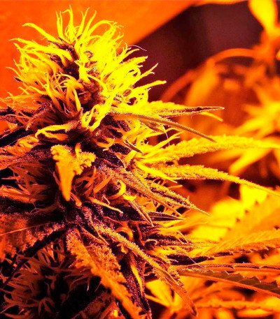 Eldorado fem (Nirvana Seeds) семена конопли