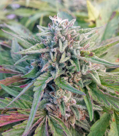 Master Kush fem (Humboldt Seeds) семена конопли