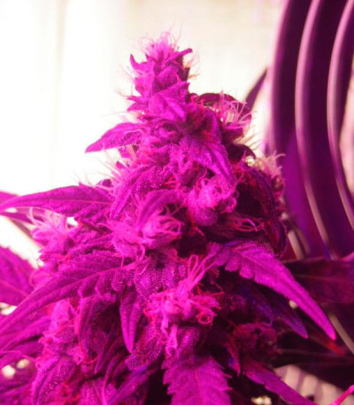 Northern Light Blue Auto fem (Delicious Seeds) семена конопли