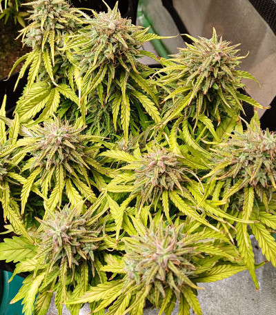 Original Cinderella Auto (FastBuds) семена конопли