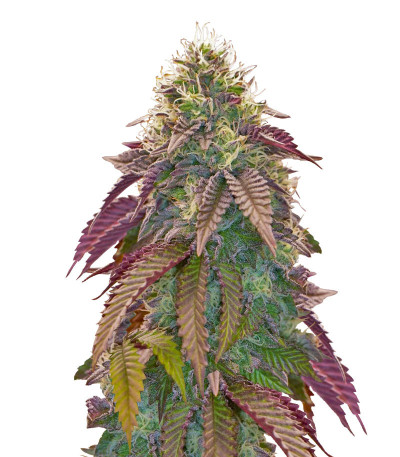 Polar Gelato Auto fem (Silent Seeds) семена конопли