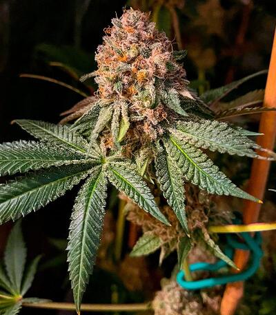 Punchberry Cookies RBX fem (Ethos Genetics) семена конопли