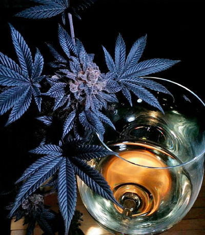 Royal Cookies fem (Royal Queen Seeds) семена конопли