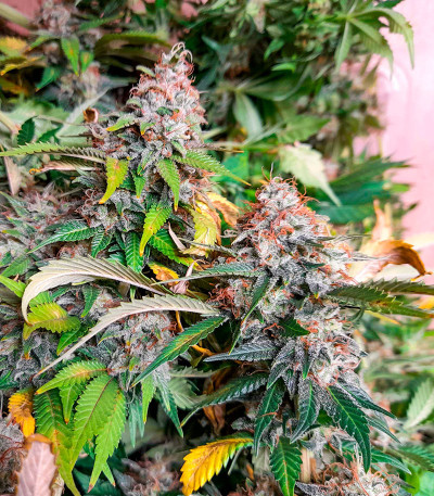 Семена конопли сорта Skunk Amsterdam