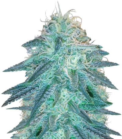 Triple Cheese fem (Barney's Farm) семена конопли