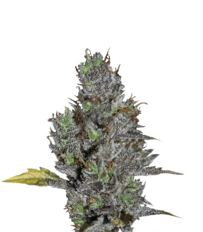Viagrra fem (VIP seeds) семена конопли