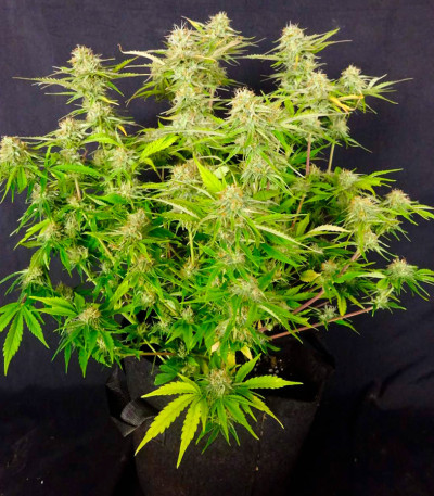 Black Orchid fem (Original Sensible Seeds) семена конопли