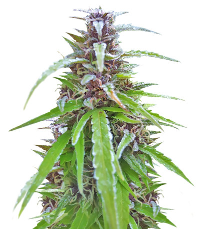 Easy Sativa fem (Female Seeds) семена конопли