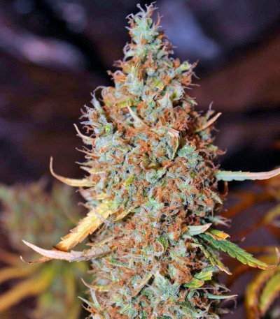 Сорт конопли The Edge