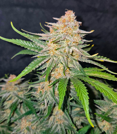 Frostbanger Auto F3 fem (FastBuds) семена конопли