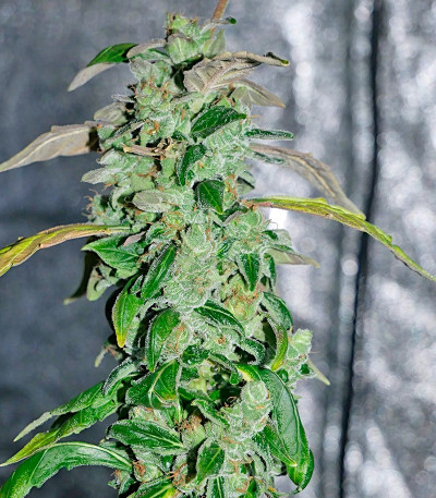 Massive Midget Auto fem семена конопли