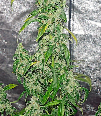 Massive Midget Auto fem семена конопли